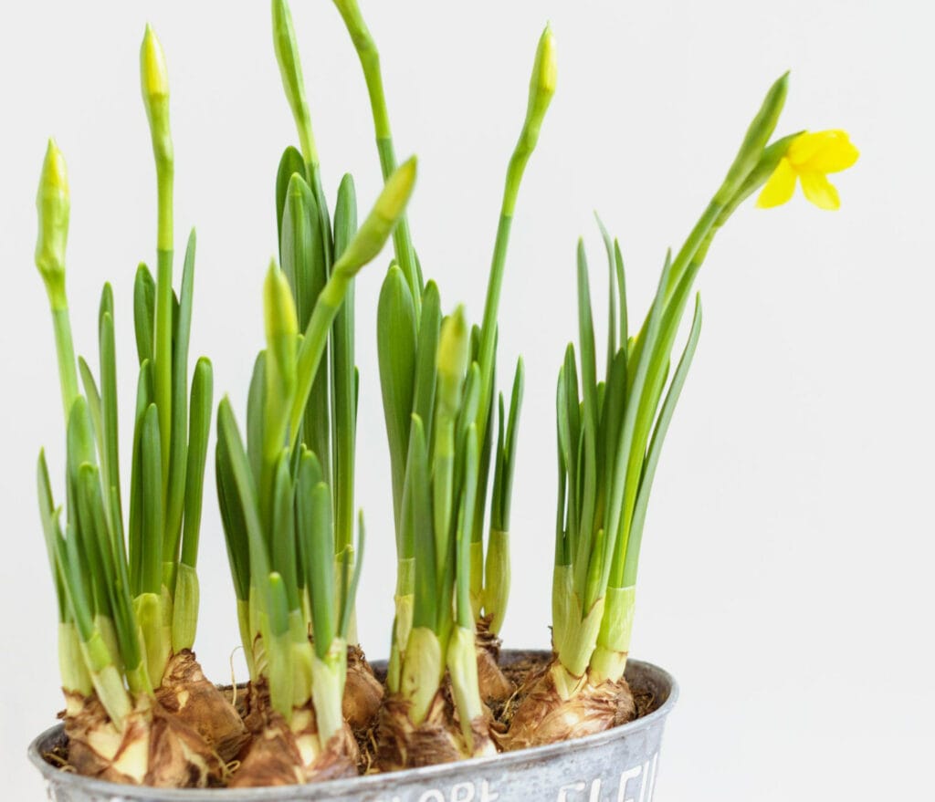 daffodil bulbs 1024x879 - Flower &amp; Plant Seeds To Sow In November &ndash; Planting Guide