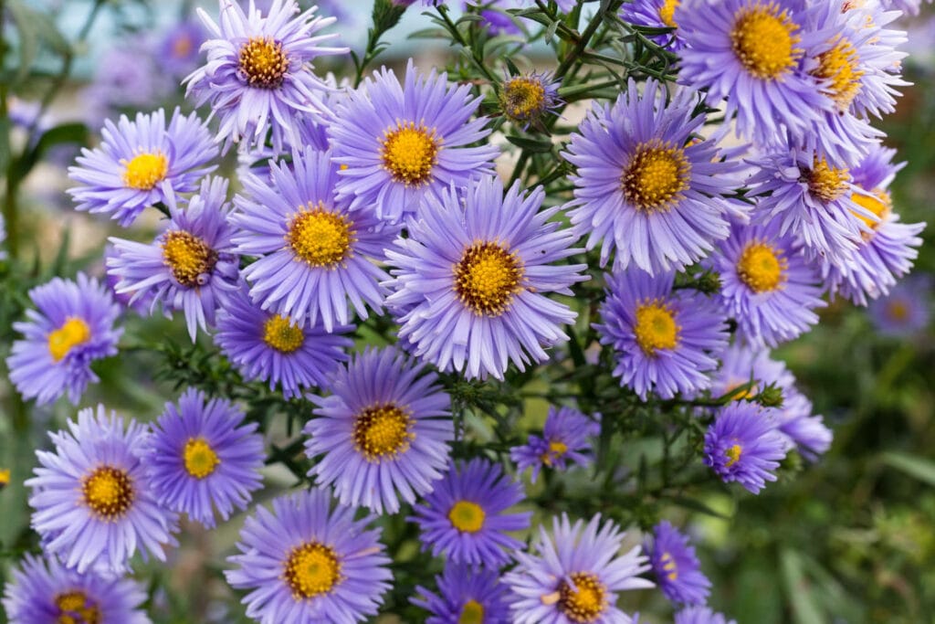 plant your perennials 1 1024x683 - Flower &amp; Plant Seeds To Sow In November &ndash; Planting Guide