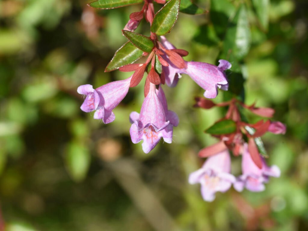 27 Best Autumn Plants For Vibrant Fall Flowers Abelia x grandiflora 1024x768 - 27 Best Autumn Plants For Vibrant Fall Flowers