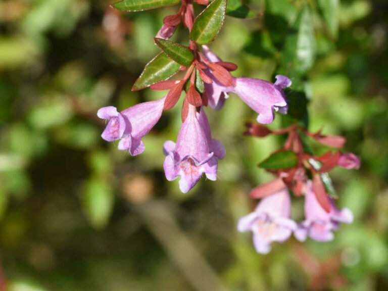27 Best Autumn Plants For Vibrant Fall Flowers - Gardeners Box