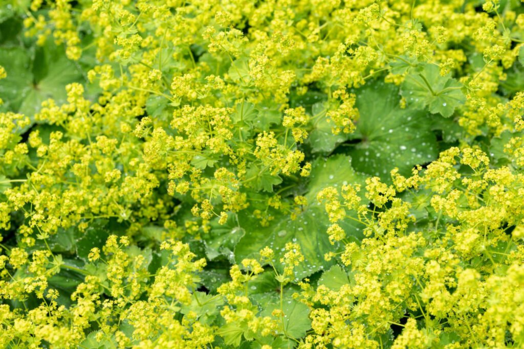 30 Must-Have Perennials For An English Cottage Garden Alchemilla 1024x683 - 30 Must-Have Perennials For An English Cottage Garden