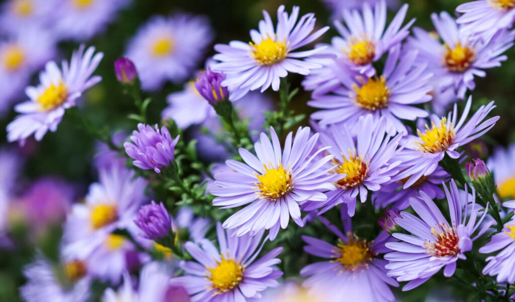 27 Best Autumn Plants For Vibrant Fall Flowers Asters 1024x600 - 27 Best Autumn Plants For Vibrant Fall Flowers