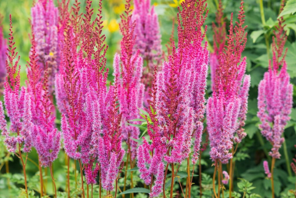 30 Must-Have Perennials For An English Cottage Garden Astilbe 1024x683 - 30 Must-Have Perennials For An English Cottage Garden
