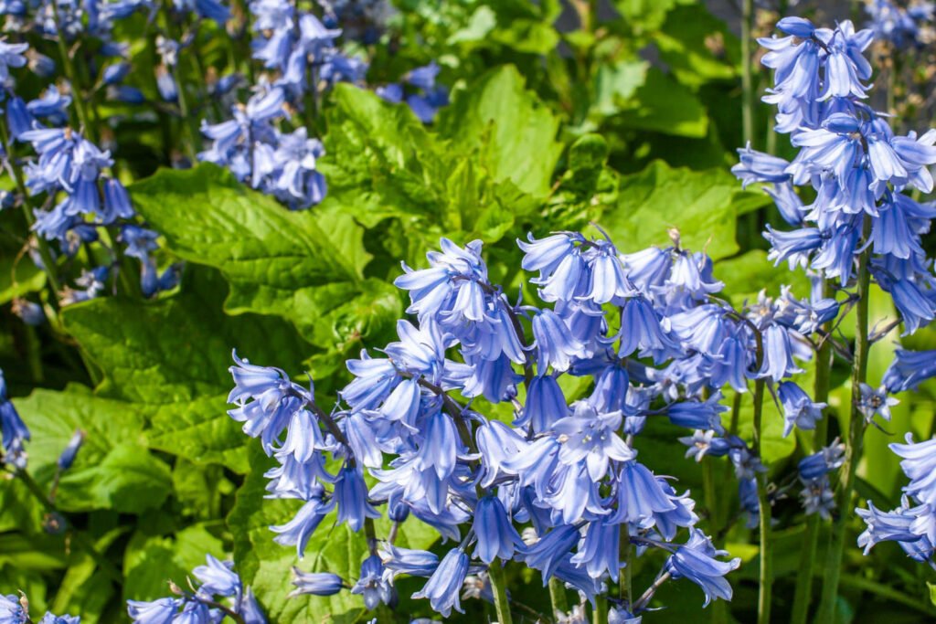 30 Must-Have Perennials For An English Cottage Garden Bellflowers 1024x683 - 30 Must-Have Perennials For An English Cottage Garden