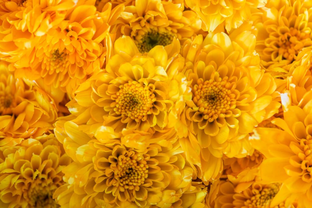 27 Best Autumn Plants For Vibrant Fall Flowers Chrysanthemum 1024x683 - 27 Best Autumn Plants For Vibrant Fall Flowers