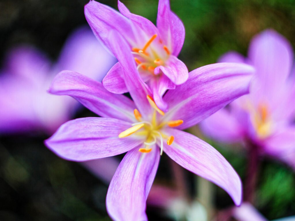 27 Best Autumn Plants For Vibrant Fall Flowers Colchicum 1024x768 - 27 Best Autumn Plants For Vibrant Fall Flowers