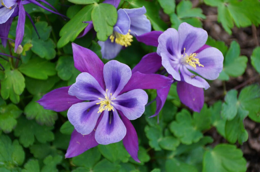 30 Must-Have Perennials For An English Cottage Garden Columbines 1024x679 - 30 Must-Have Perennials For An English Cottage Garden