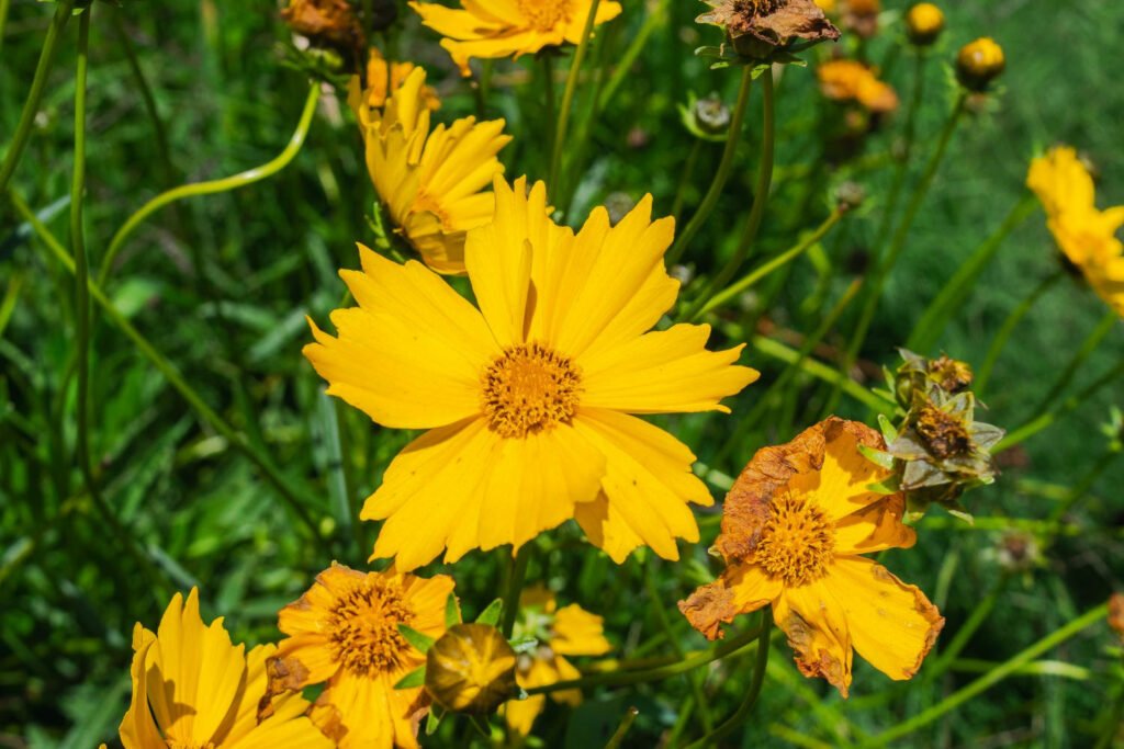 30 Must-Have Perennials For An English Cottage Garden Coreopsis 1024x683 - 30 Must-Have Perennials For An English Cottage Garden