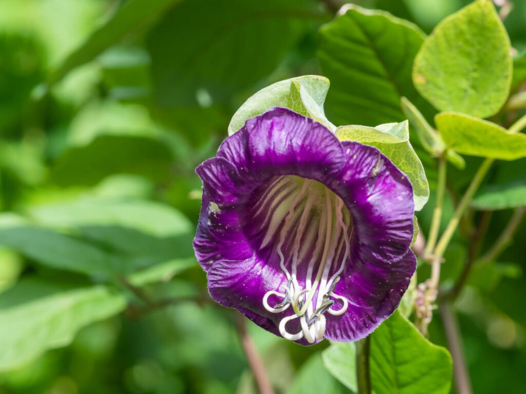 27 Best Autumn Plants For Vibrant Fall Flowers Cup and saucer vine 1024x768 - 27 Best Autumn Plants For Vibrant Fall Flowers