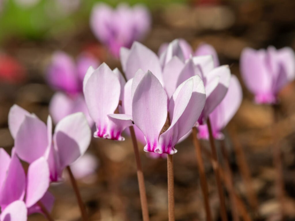 27 Best Autumn Plants For Vibrant Fall Flowers Cyclamen hederifolium 1024x768 - 27 Best Autumn Plants For Vibrant Fall Flowers
