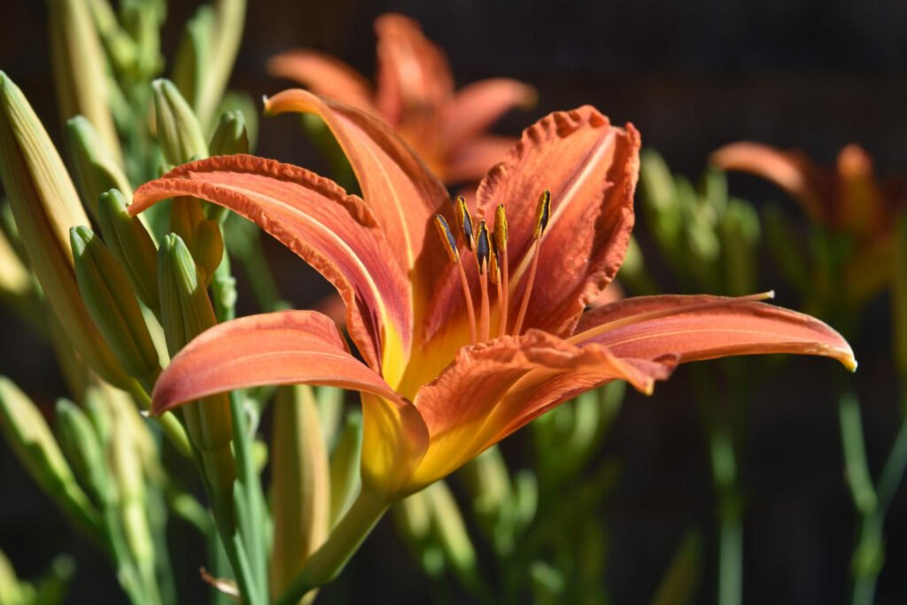 30 Must-Have Perennials For An English Cottage Garden Daylilies 1024x683 - 30 Must-Have Perennials For An English Cottage Garden