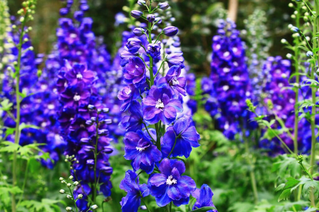 40 Small Garden Design Ideas: Genius Tips for Tiny Spaces Delphinium 1 1024x683 - 40 Small Garden Design Ideas: Genius Tips for Tiny Spaces