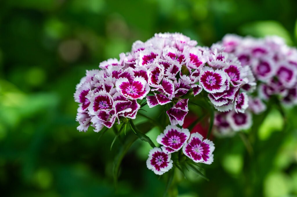 30 Must-Have Perennials For An English Cottage Garden Dianthus 1024x681 - 30 Must-Have Perennials For An English Cottage Garden