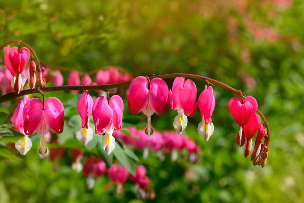 30 Must-Have Perennials For An English Cottage Garden Dicentra 1024x683 - 30 Must-Have Perennials For An English Cottage Garden