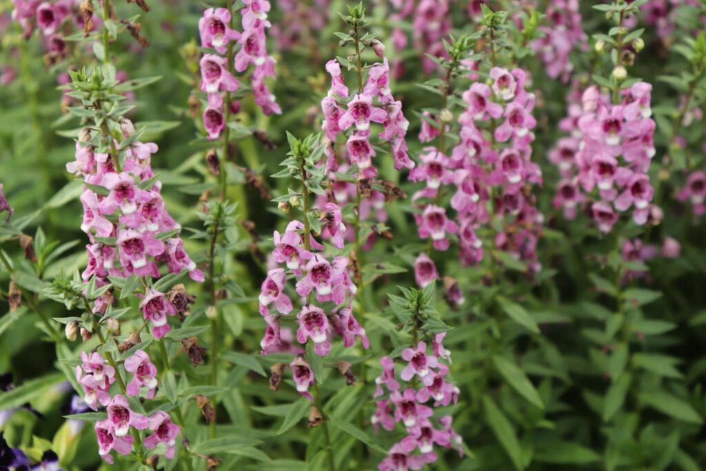 30 Must-Have Perennials For An English Cottage Garden Foxgloves 1024x683 - 30 Must-Have Perennials For An English Cottage Garden
