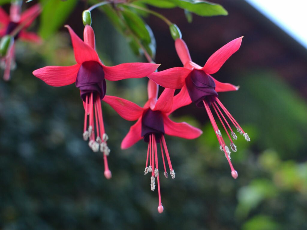 27 Best Autumn Plants For Vibrant Fall Flowers Fuchsia 1024x768 - 27 Best Autumn Plants For Vibrant Fall Flowers