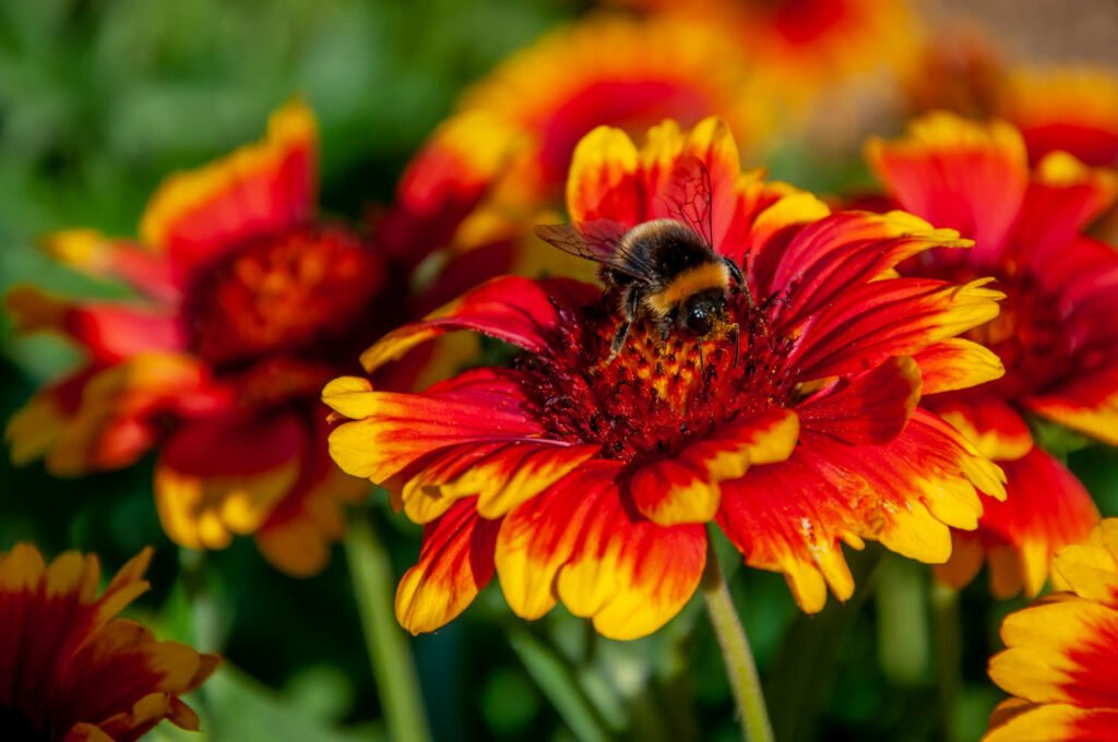 30 Must-Have Perennials For An English Cottage Garden Gaillardia 1024x680 - 30 Must-Have Perennials For An English Cottage Garden