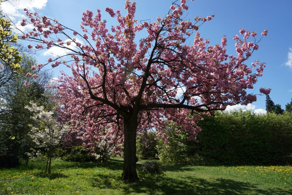40 Small Garden Design Ideas: Genius Tips for Tiny Spaces Grow a multi season tree 1024x683 - 40 Small Garden Design Ideas: Genius Tips for Tiny Spaces