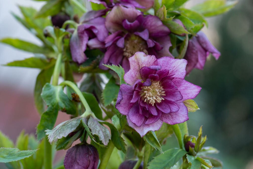 30 Must-Have Perennials For An English Cottage Garden Hellebores 1024x683 - 30 Must-Have Perennials For An English Cottage Garden