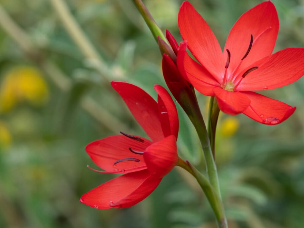27 Best Autumn Plants For Vibrant Fall Flowers Hesperantha coccinea 1024x768 - 27 Best Autumn Plants For Vibrant Fall Flowers