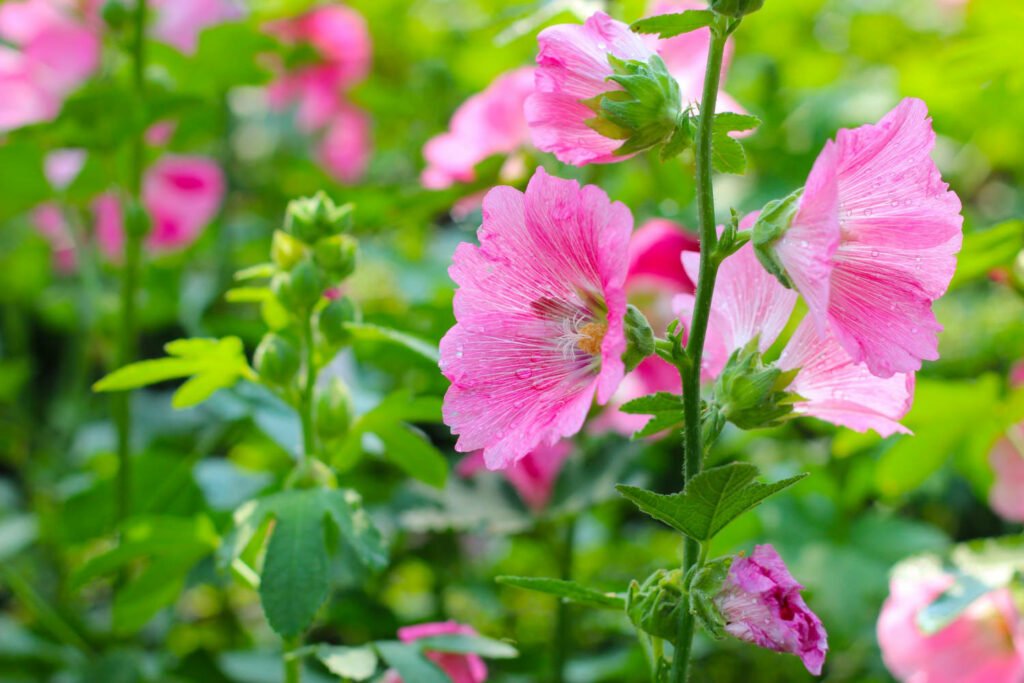 30 Must-Have Perennials For An English Cottage Garden Hollyhocks 1024x683 - 30 Must-Have Perennials For An English Cottage Garden