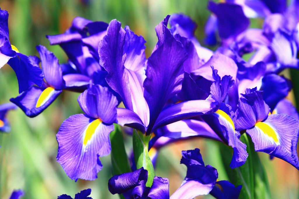 30 Must-Have Perennials For An English Cottage Garden Iris 1024x683 - 30 Must-Have Perennials For An English Cottage Garden