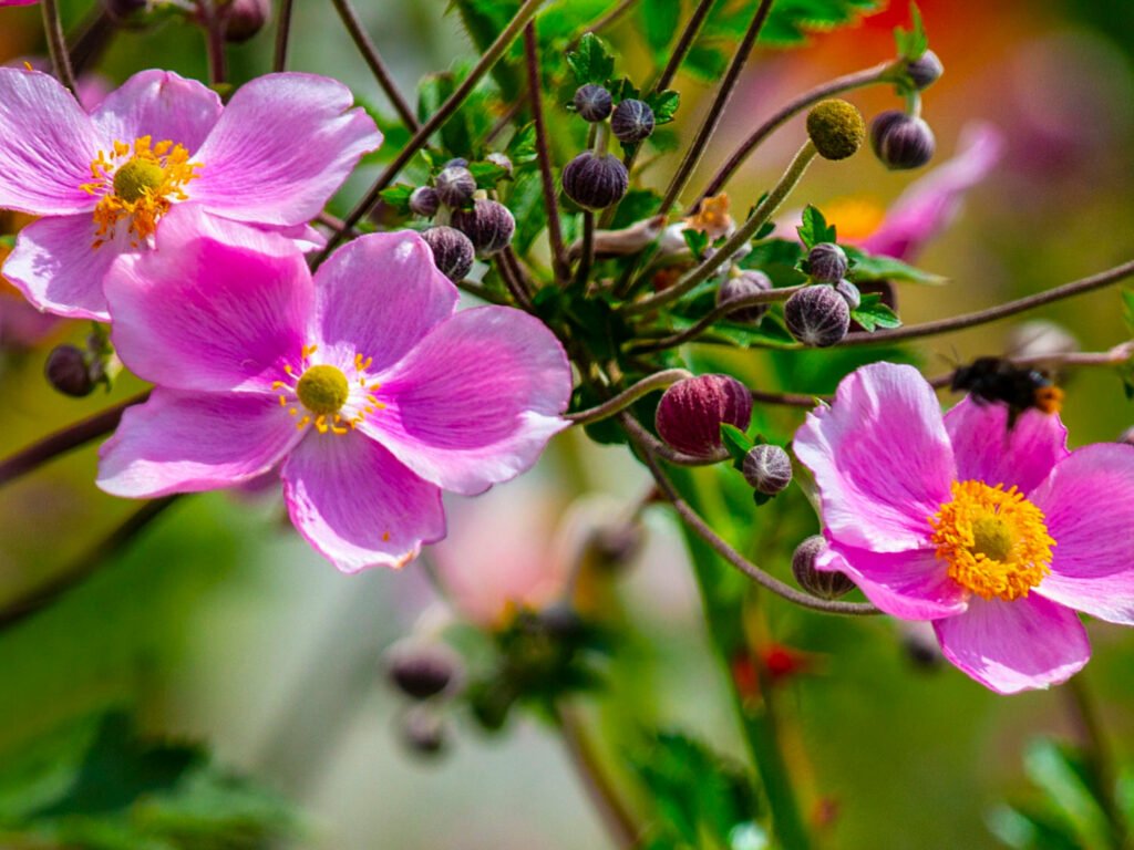 27 Best Autumn Plants For Vibrant Fall Flowers Japanese anemones 1024x768 - 27 Best Autumn Plants For Vibrant Fall Flowers