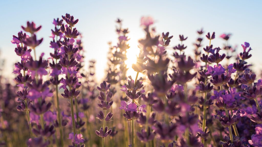 30 Must-Have Perennials For An English Cottage Garden Lavender 1024x576 - 30 Must-Have Perennials For An English Cottage Garden