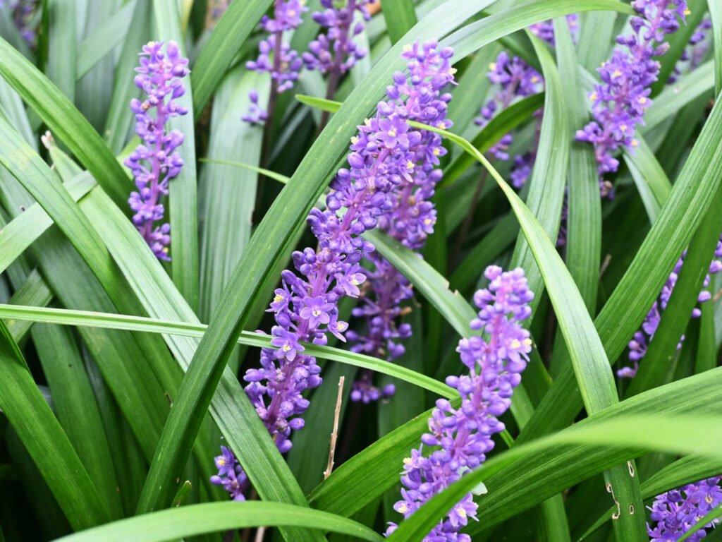 27 Best Autumn Plants For Vibrant Fall Flowers Liriope muscari 1024x768 - 27 Best Autumn Plants For Vibrant Fall Flowers