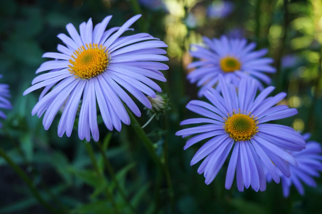 27 Best Autumn Plants For Vibrant Fall Flowers Michaelmas Daisy Late Season Purple Hues 1024x683 - 27 Best Autumn Plants For Vibrant Fall Flowers