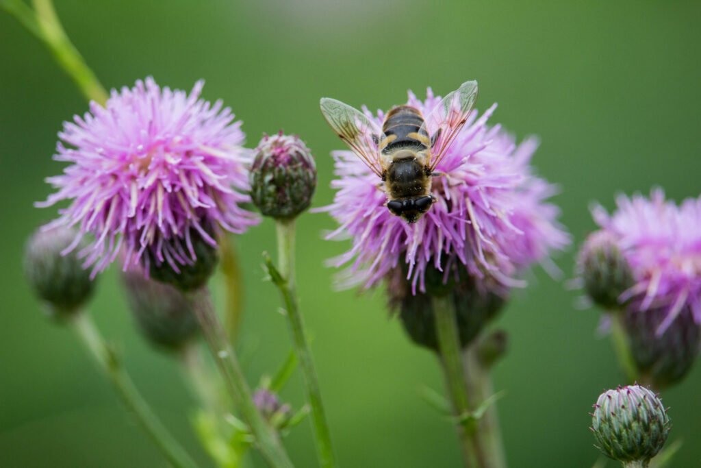 30 Must-Have Perennials For An English Cottage Garden Monarda 1024x683 - 30 Must-Have Perennials For An English Cottage Garden