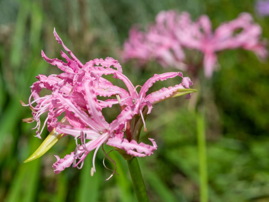 27 Best Autumn Plants For Vibrant Fall Flowers Nerine bowdenii 1024x768 - 27 Best Autumn Plants For Vibrant Fall Flowers