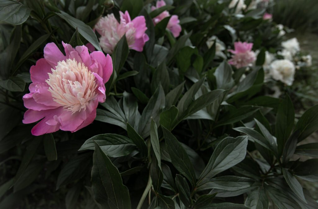30 Must-Have Perennials For An English Cottage Garden Peonies 1024x674 - 30 Must-Have Perennials For An English Cottage Garden
