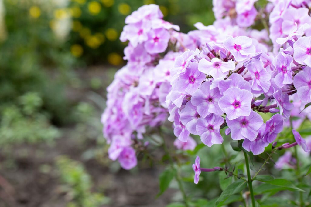 27 Best Autumn Plants For Vibrant Fall Flowers Phlox 1 1024x683 - 27 Best Autumn Plants For Vibrant Fall Flowers