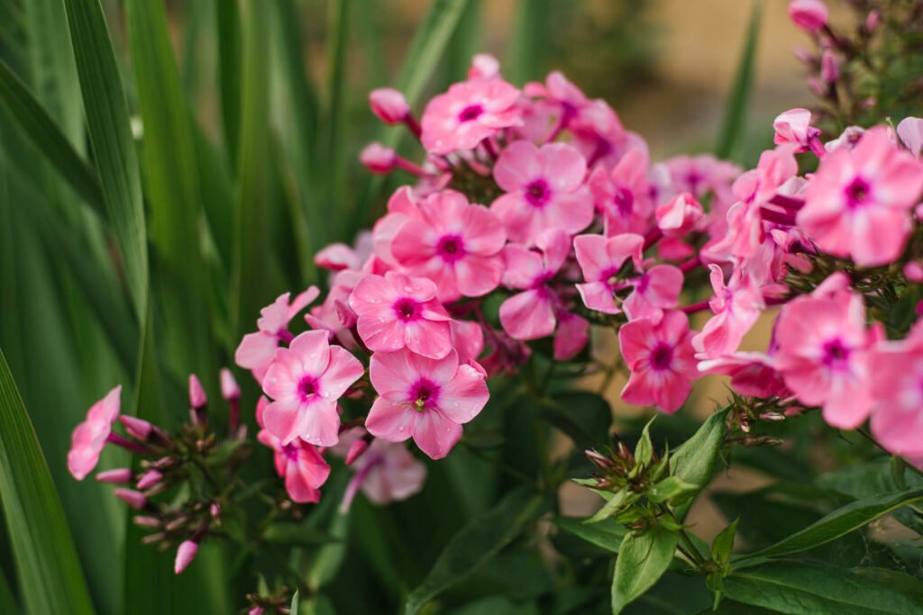 30 Must-Have Perennials For An English Cottage Garden Phlox 1024x683 - 30 Must-Have Perennials For An English Cottage Garden