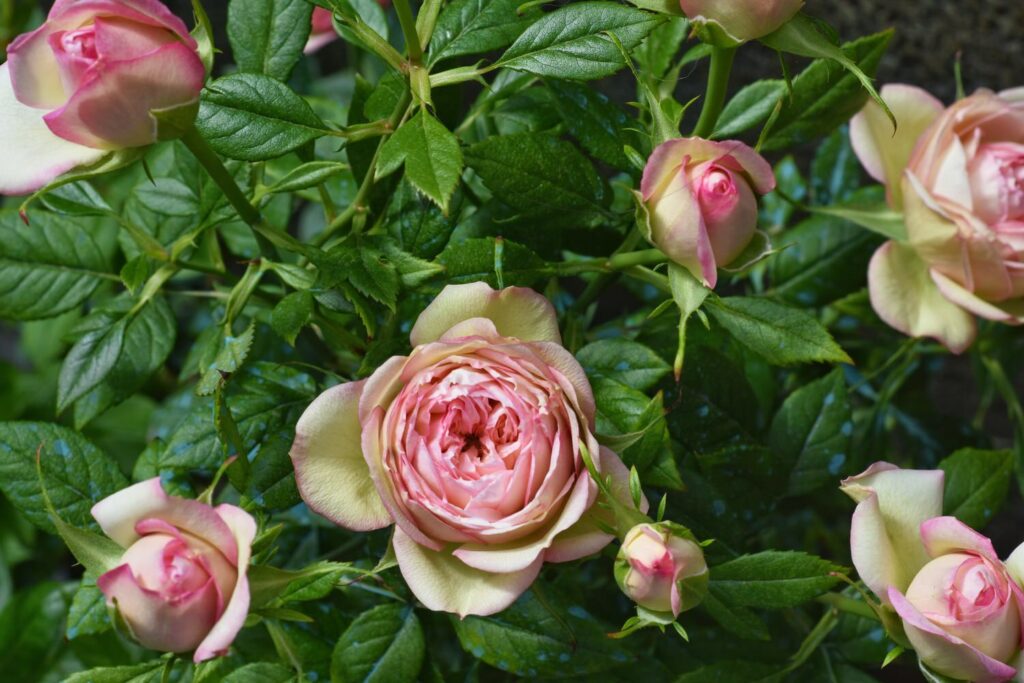 27 Best Autumn Plants For Vibrant Fall Flowers Roses 1 1024x683 - 27 Best Autumn Plants For Vibrant Fall Flowers