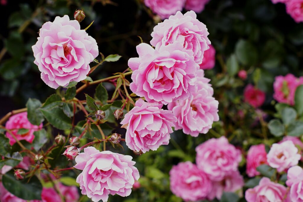 30 Must-Have Perennials For An English Cottage Garden Roses 1024x685 - 30 Must-Have Perennials For An English Cottage Garden