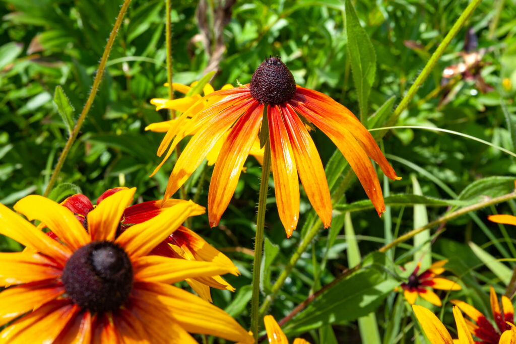 27 Best Autumn Plants For Vibrant Fall Flowers Rudbeckia 1 1024x683 - 27 Best Autumn Plants For Vibrant Fall Flowers