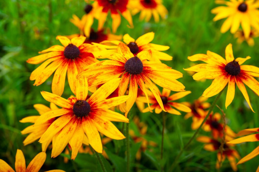 30 Must-Have Perennials For An English Cottage Garden Rudbeckia 1024x681 - 30 Must-Have Perennials For An English Cottage Garden