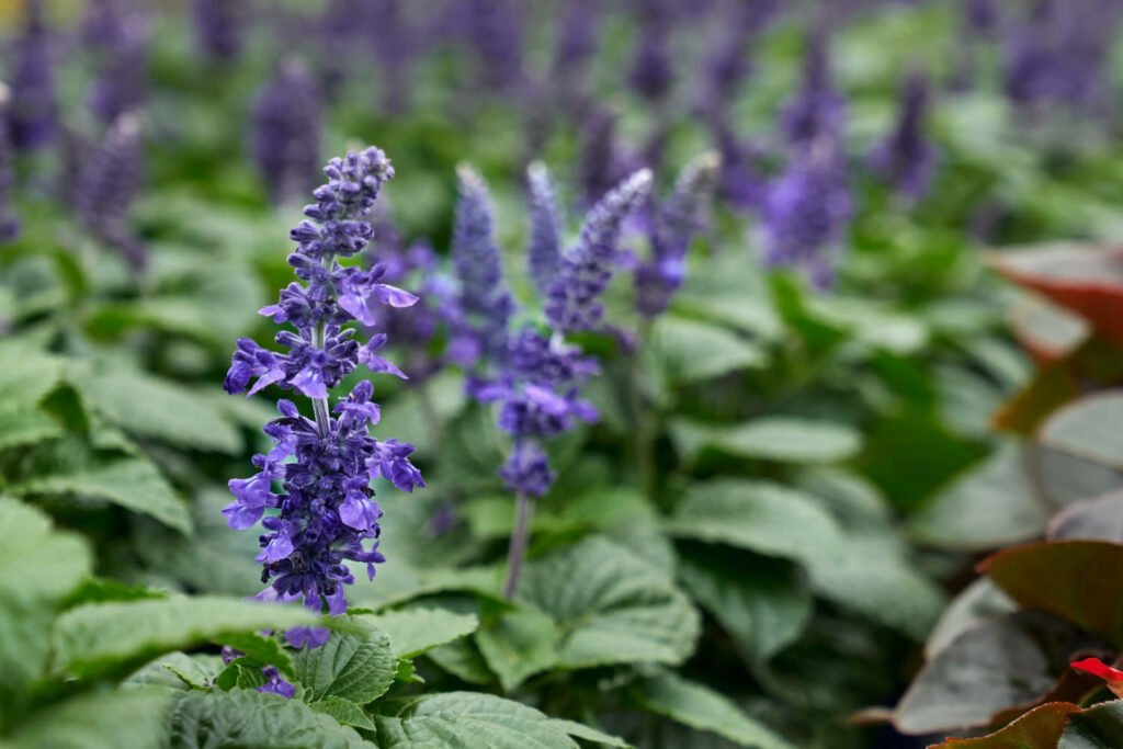 30 Must-Have Perennials For An English Cottage Garden Salvia 1024x683 - 30 Must-Have Perennials For An English Cottage Garden