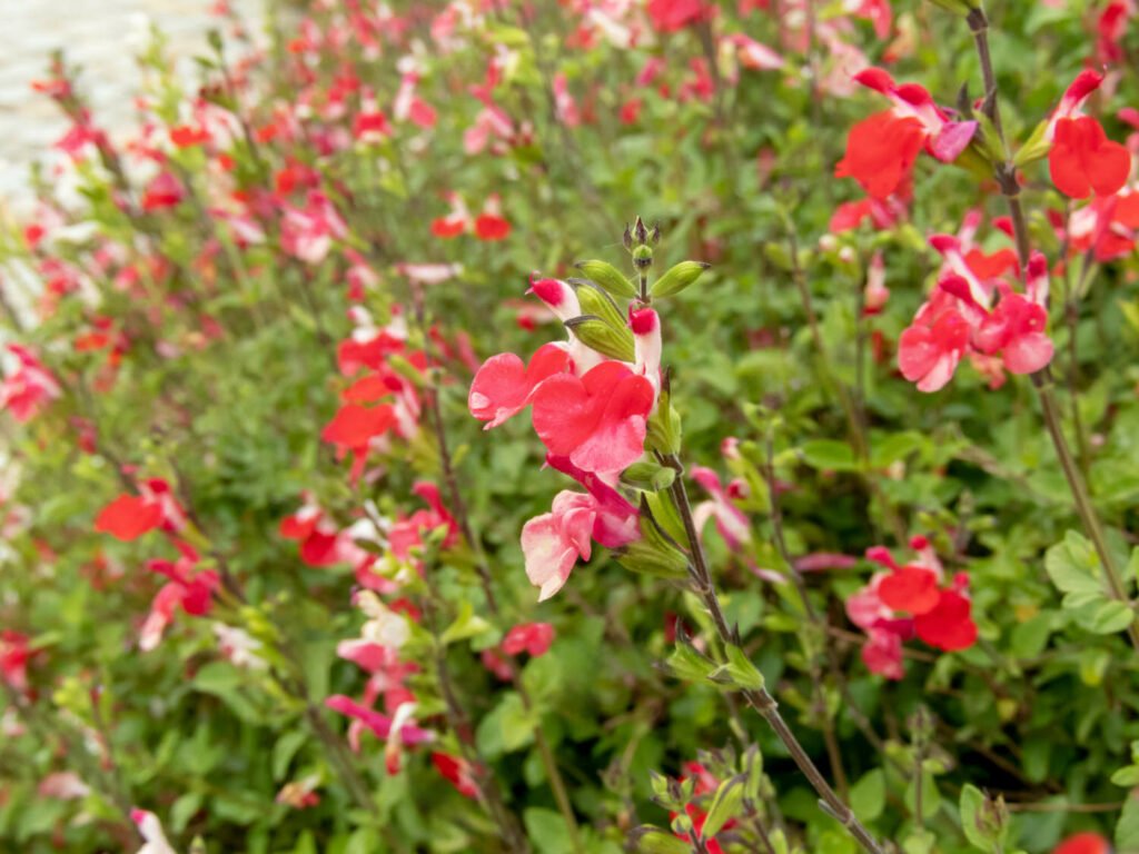 27 Best Autumn Plants For Vibrant Fall Flowers Salvia greggii 1024x768 - 27 Best Autumn Plants For Vibrant Fall Flowers