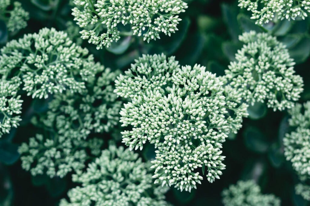 30 Must-Have Perennials For An English Cottage Garden Sedum 1 1024x683 - 30 Must-Have Perennials For An English Cottage Garden