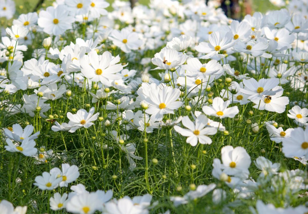 30 Must-Have Perennials For An English Cottage Garden Shasta daisies 1024x711 - 30 Must-Have Perennials For An English Cottage Garden