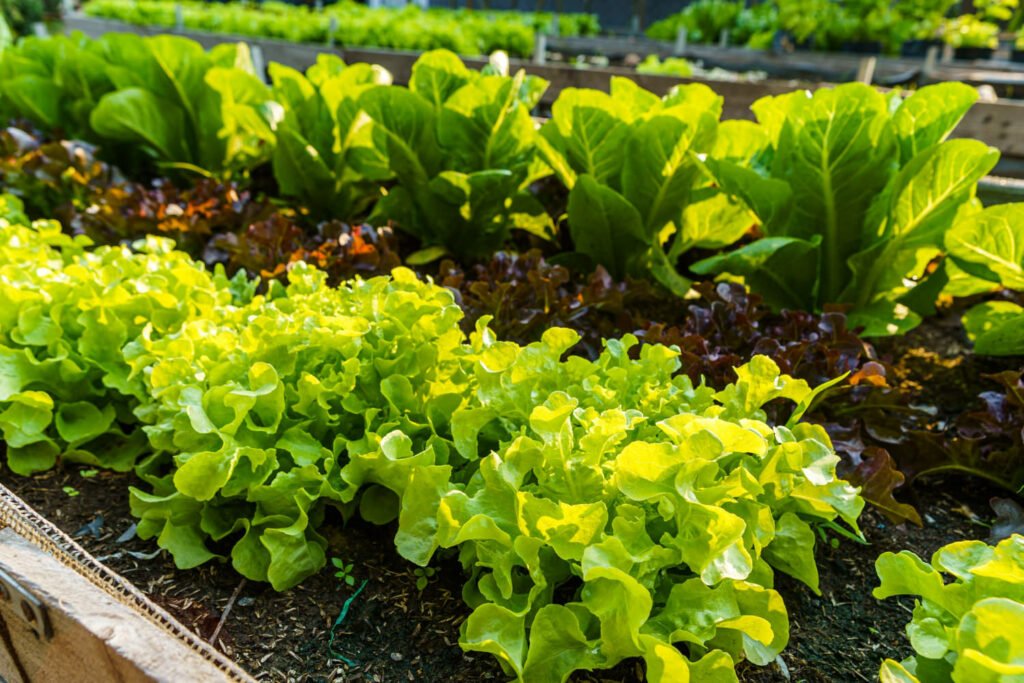 40 Small Garden Design Ideas: Genius Tips for Tiny Spaces Sow salad successionally 1024x683 - 40 Small Garden Design Ideas: Genius Tips for Tiny Spaces