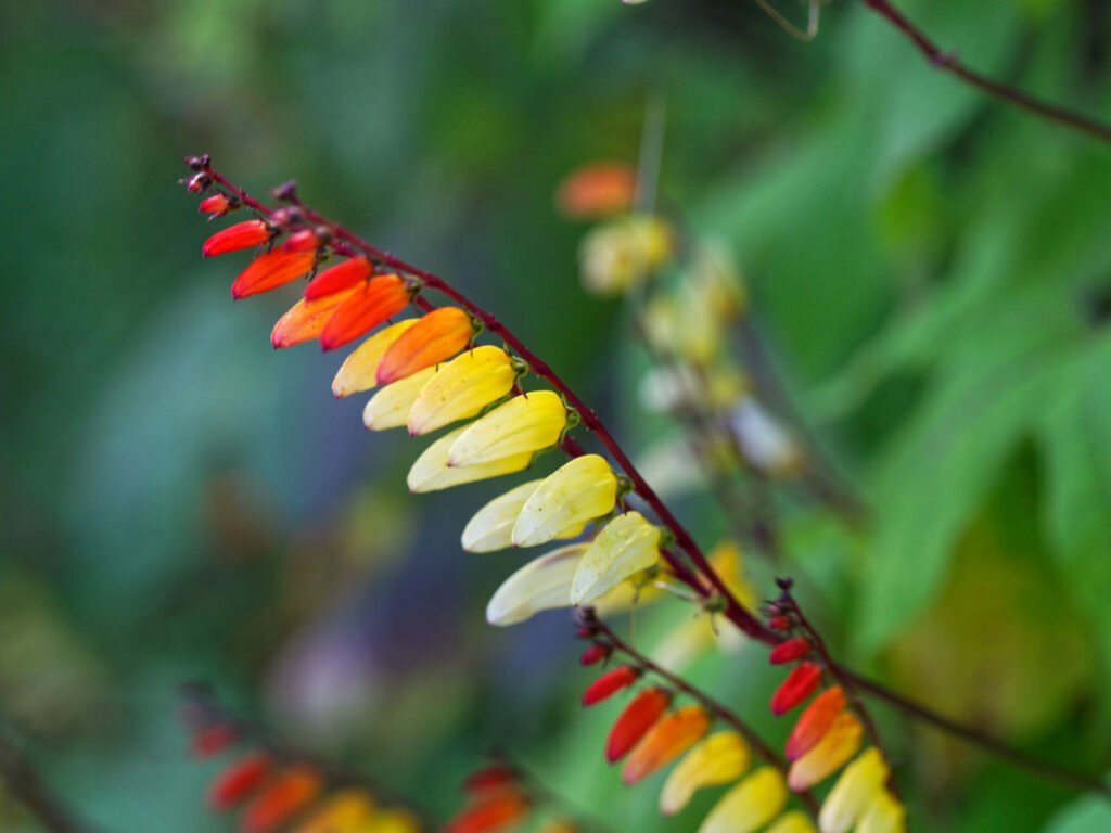 27 Best Autumn Plants For Vibrant Fall Flowers Spanish flag plant 1024x768 - 27 Best Autumn Plants For Vibrant Fall Flowers