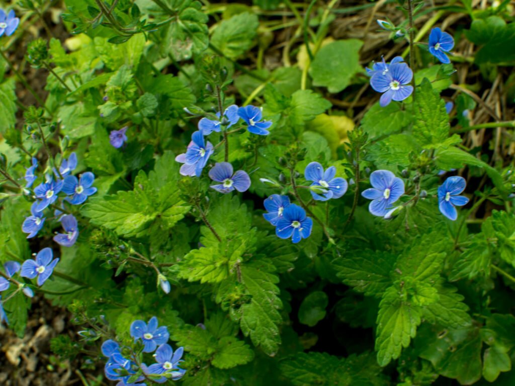 30 Must-Have Perennials For An English Cottage Garden Speedwell 1024x768 - 30 Must-Have Perennials For An English Cottage Garden