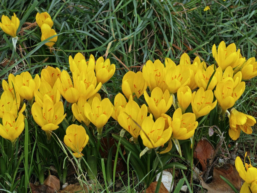27 Best Autumn Plants For Vibrant Fall Flowers Sternbergia lutea 1024x768 - 27 Best Autumn Plants For Vibrant Fall Flowers