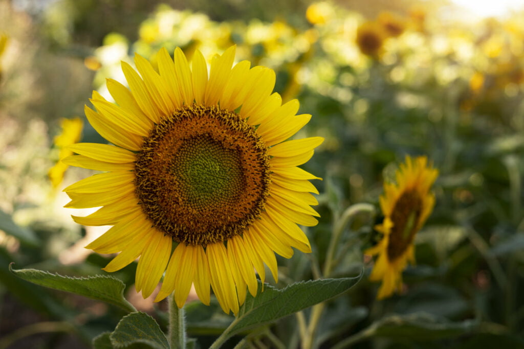 27 Best Autumn Plants For Vibrant Fall Flowers Sunflowers 1024x683 - 27 Best Autumn Plants For Vibrant Fall Flowers