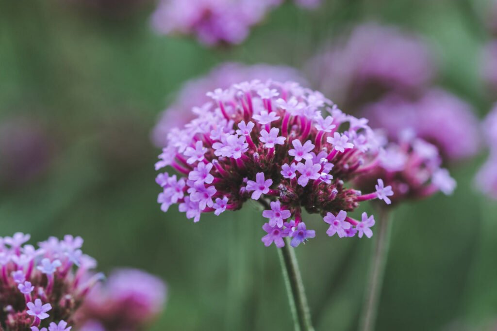30 Must-Have Perennials For An English Cottage Garden Verbena 1024x683 - 30 Must-Have Perennials For An English Cottage Garden