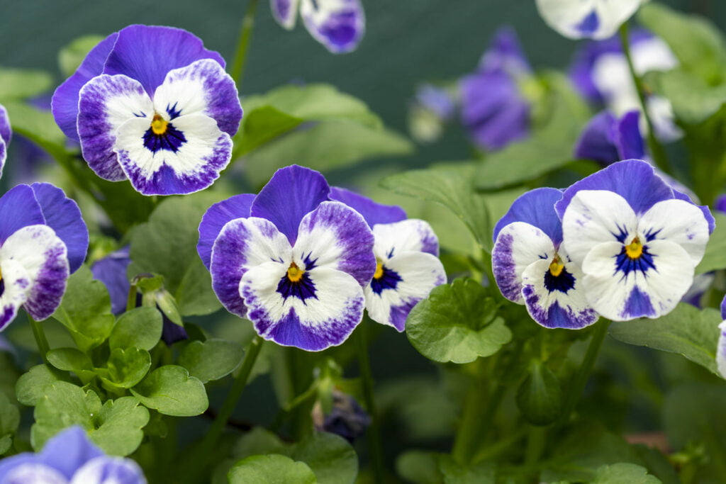 27 Best Autumn Plants For Vibrant Fall Flowers Winter flowering violas 1024x683 - 27 Best Autumn Plants For Vibrant Fall Flowers
